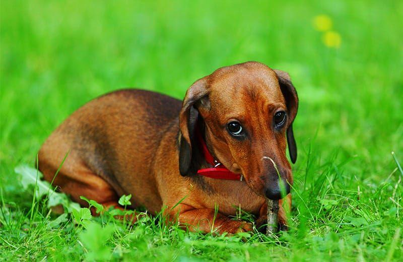 Name Red Dog Logo - 110+ Red Dog Names for Fiery-Haired Furballs - My Dog's Name