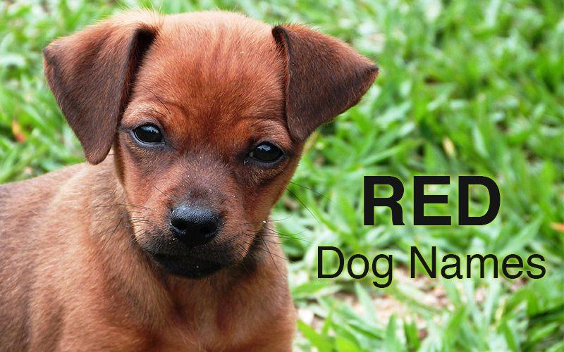 Name Red Dog Logo - Dog Names: Great Ideas For Naming Your Puppy - The Happy Puppy Site