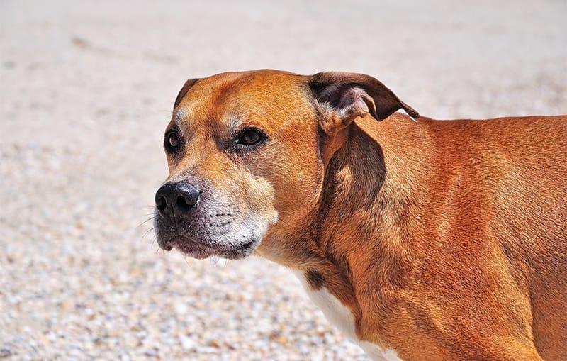 Name Red Dog Logo - 110+ Red Dog Names for Fiery-Haired Furballs - My Dog's Name