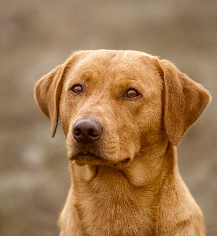 Name Red Dog Logo - Unique Dog Names - Make Your Dog Stand Out From The Crowd