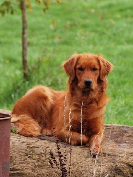 Name Red Dog Logo - Golden Retriever - Noble Loyal Companions | Golden Retrievers ...