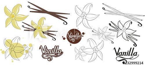 Food Flower Logo - hand drawn vanilla beans, spicy ingredient, vanilla flower logo