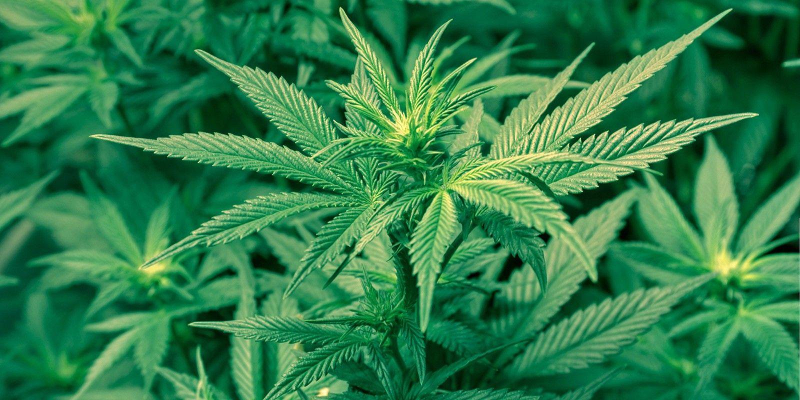 Chill Weed Logo - For an unlucky few, marijuana isn't so chill