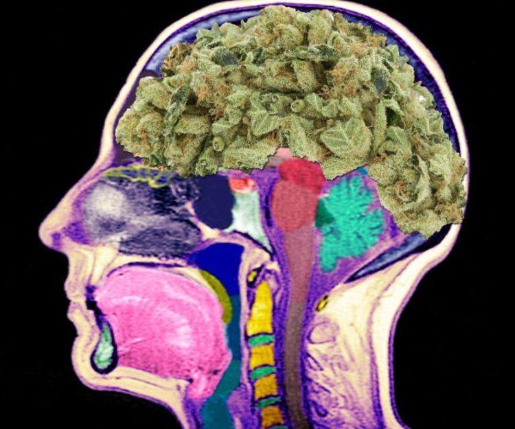 Chill Weed Logo - Chill/No-Chill: Weed-Induced Brain Re-Wiring | KINDLAND