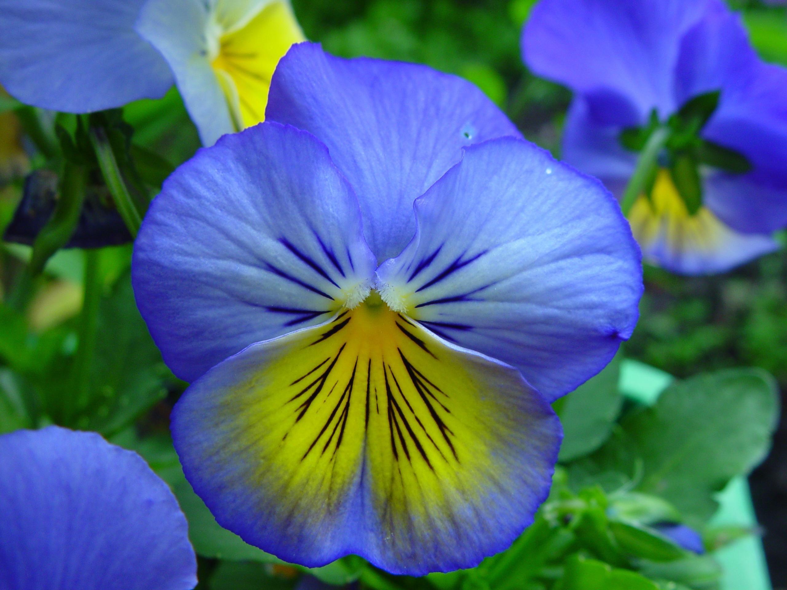 Blue and Yellow Flower Logo - File:Blue and yellow flowers.jpg - Wikimedia Commons
