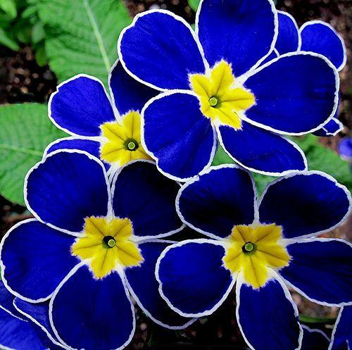 Blue and Yellow Flower Logo - best Garden image. Decks, Garden deco