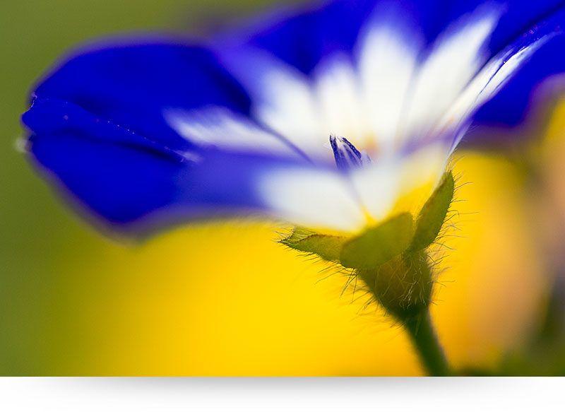 Blue and Yellow Flower Logo - FLOWER CANVAS PRINTS - Bring Paradise Into Your Home