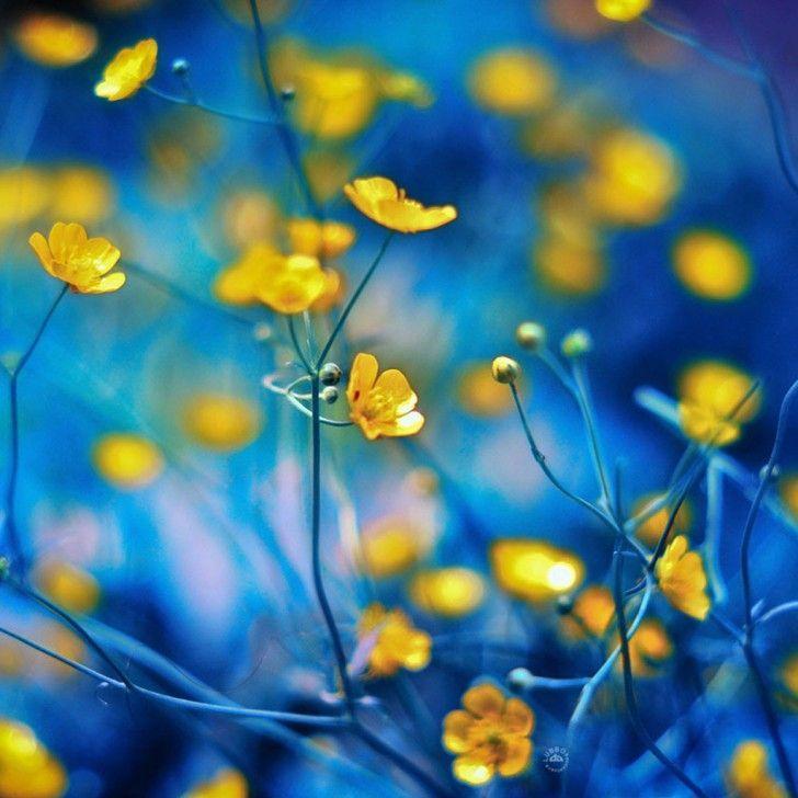 Blue and Yellow Flower Logo - yellow flowers in spring - Google Search | YELLOW ...