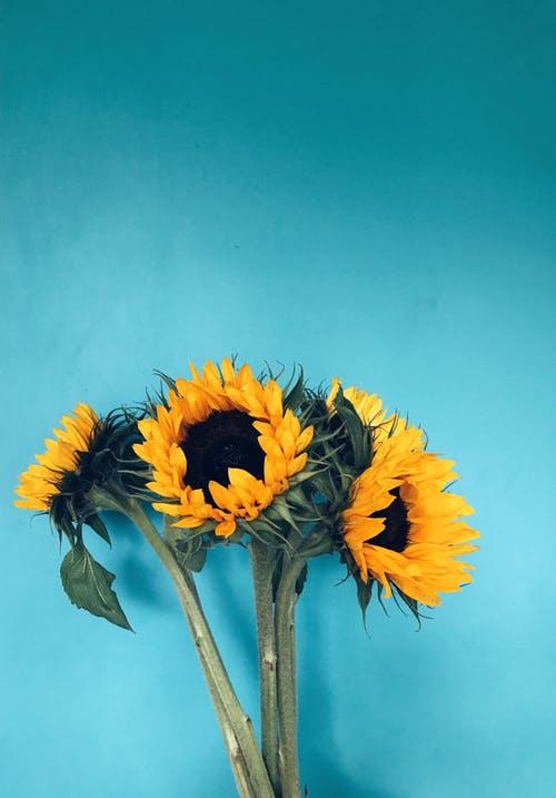 Blue and Yellow Flower Logo - 1000+ Beautiful Yellow Flowers Photos · Pexels · Free Stock Photos