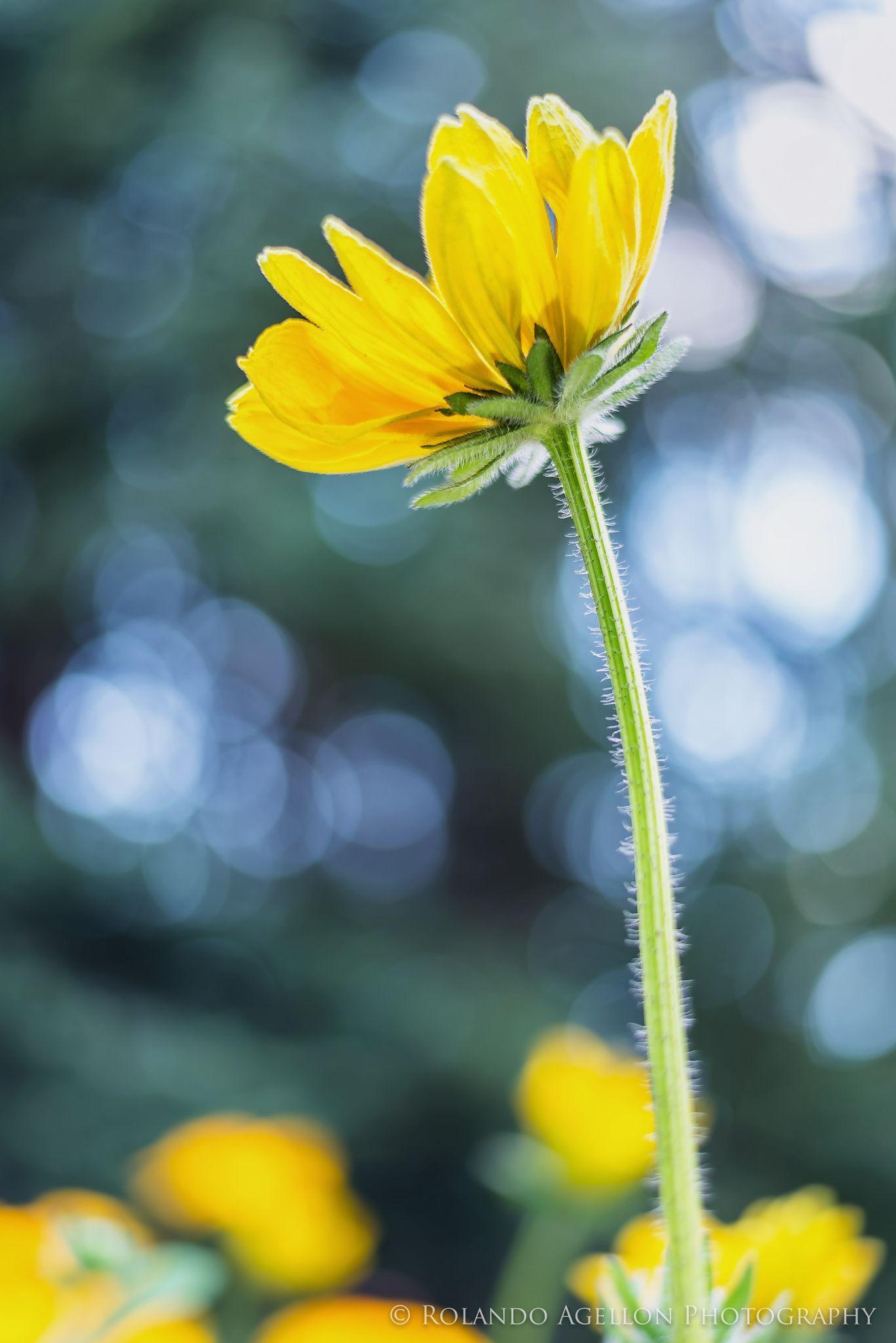 Blue and Yellow Flower Logo - Yellow flower by Rolando Agellon on 500px | Flowers | Yellow flowers ...