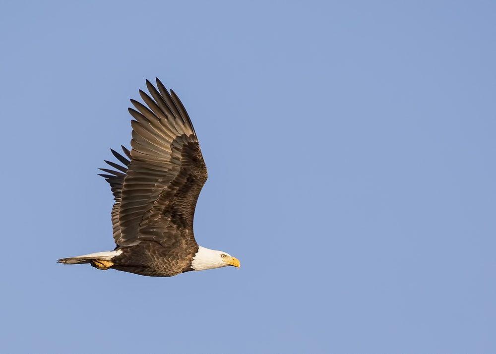 White and Blue Eagles Logo - 500+ Eagle Pictures | Download Free Images on Unsplash