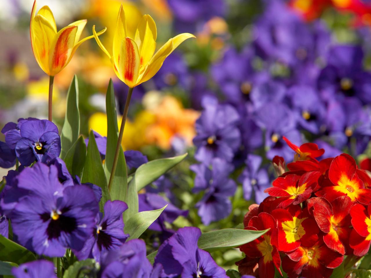 Red Purple Yellow Flower Logo - How to Grow Bold and Beautiful Bulbs | HGTV