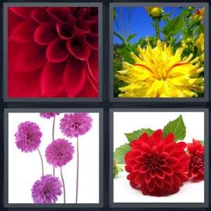 Red Purple Yellow Flower Logo - 4 Pics 1 Word Answer for Petals, Garden, Bouquet, Flower | Heavy.com