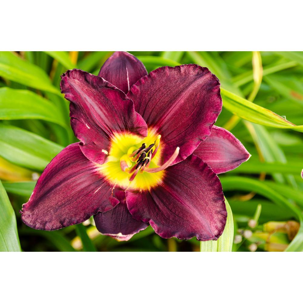 Red Purple Yellow Flower Logo - Breck's Bela Lugosi Daylily (Hemerocallis) Purple and Yellow ...