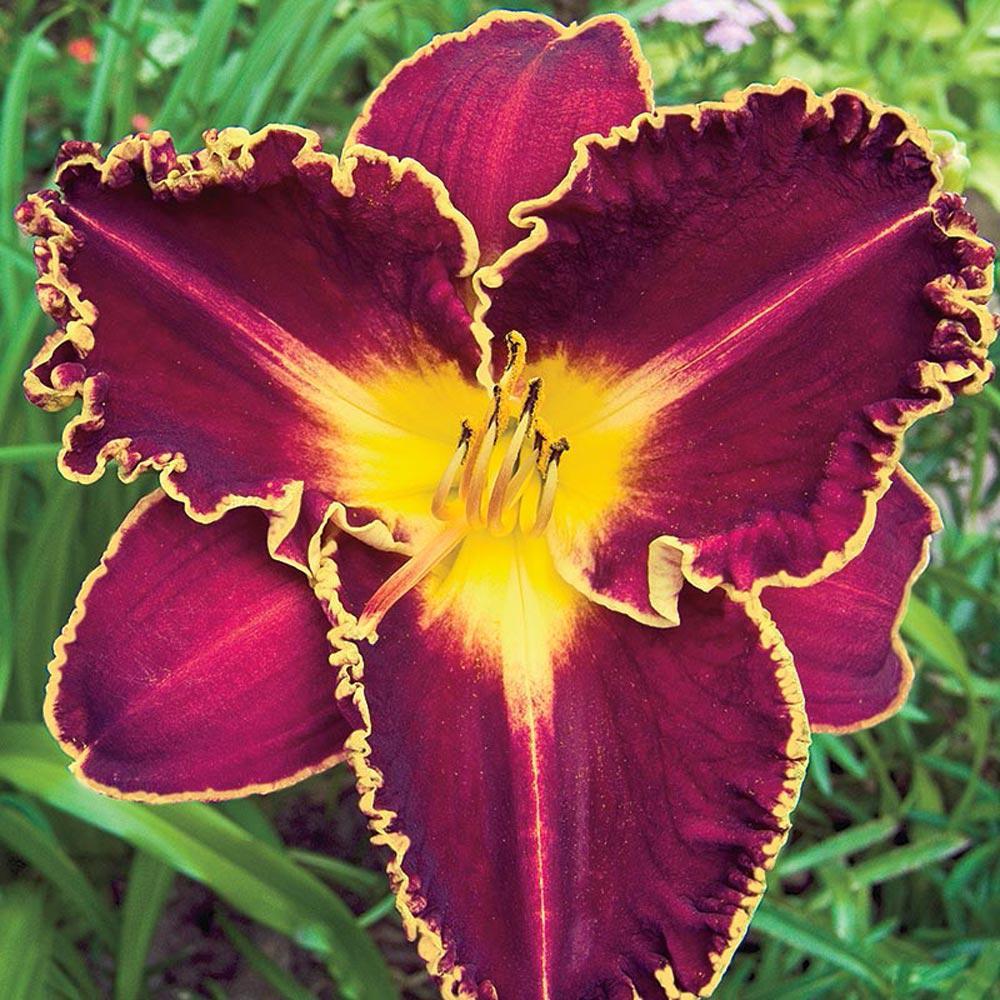 Red Purple Yellow Flower Logo - Spring Hill Nurseries Storm of the Century Daylily (Hemerocallis ...