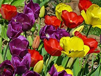 Red Purple Yellow Flower Logo - Amazon.com : Tulip Bulbs, Purdy, (20 Bulb), deep Purple, Poppy-red ...