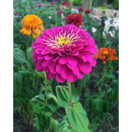 Red Purple Yellow Flower Logo - Peel-n-Stick Poster of Dahlia Pink Yellow Flowers Red Purple Stamen ...