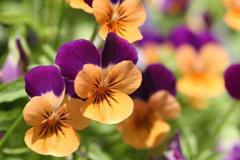 Red Purple Yellow Flower Logo - Plants | Causes of Color