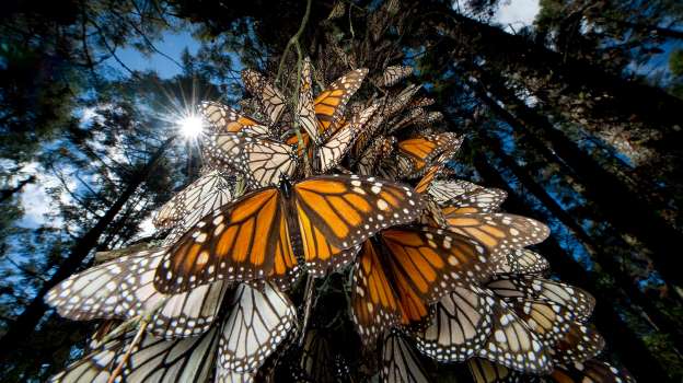 News MSN Butterfly Logo - MSN Spotlight
