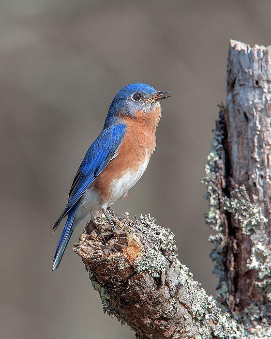 Blue Bird of Alexandria Logo - 2018 Photograph, Male Eastern Bluebird Singing (Sialia sialis ...