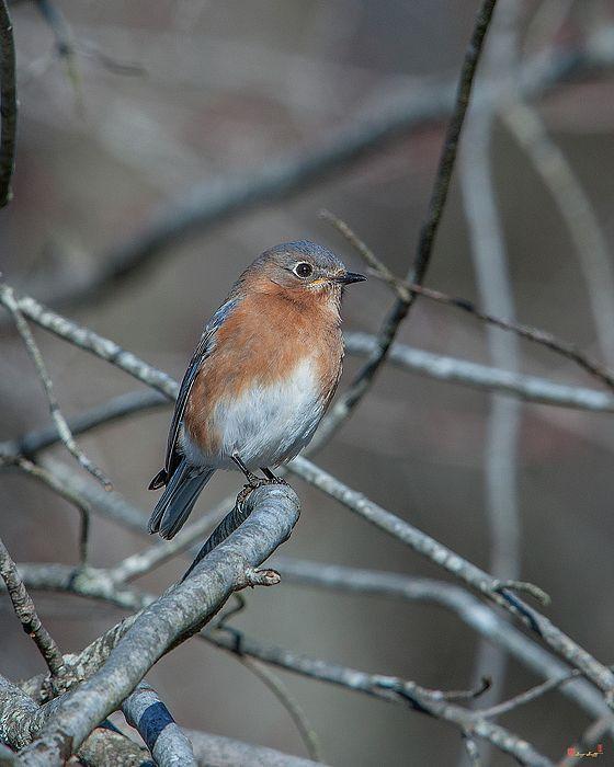 Blue Bird of Alexandria Logo - 2018 Photograph, Eastern Bluebird (Sialia sialis, Thrush Family ...