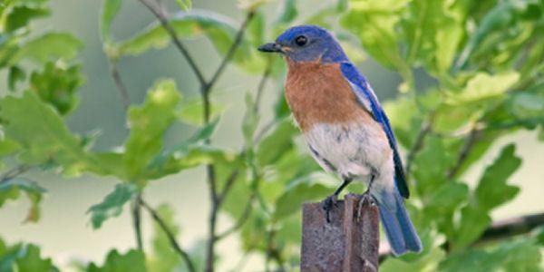 Blue Bird of Alexandria Logo - Virginia Bluebird Society