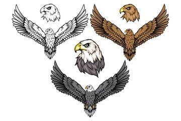 Bald Eagle Logo - Search photo leucocephalus