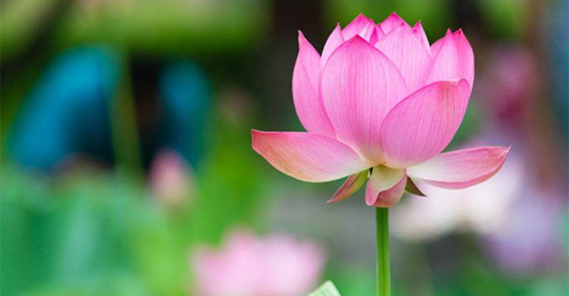 Pink Lotus Flower Logo - Pink Lotus Flower Meaning - Pink Lotus Flower - Pink Lotus Meaning