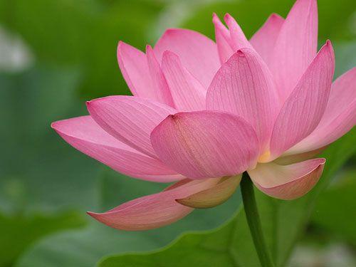 Pink Lotus Flower Logo - symbol-buddhism-pink-lotus-flower | Young Upstarts