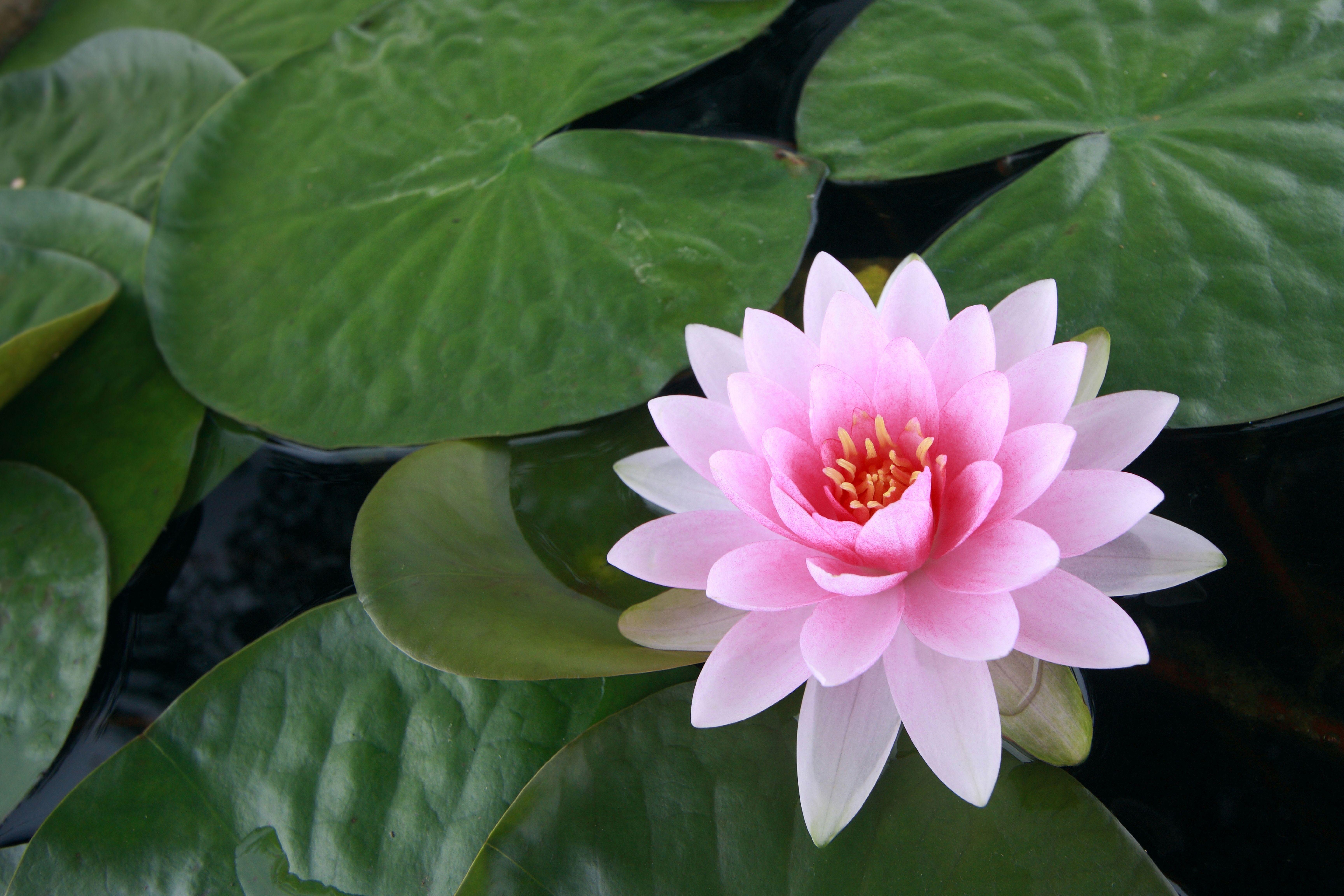 Pink Lotus Flower Logo - Pink Lotus Flower: Meaning and Symbolism - Mythologian.Net