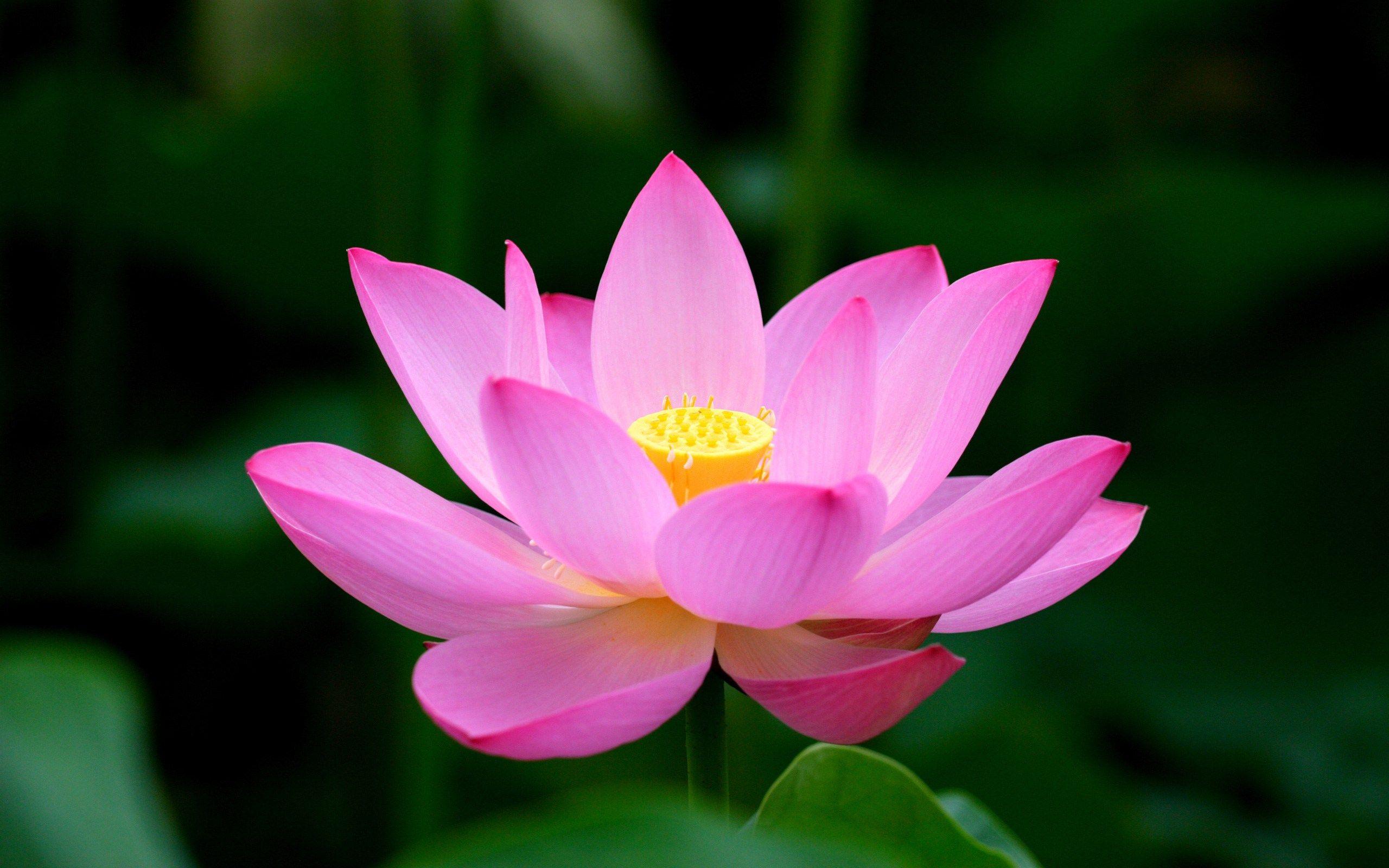 Pink Lotus Flower Logo - Pink Lotus Flower: Meaning and Symbolism