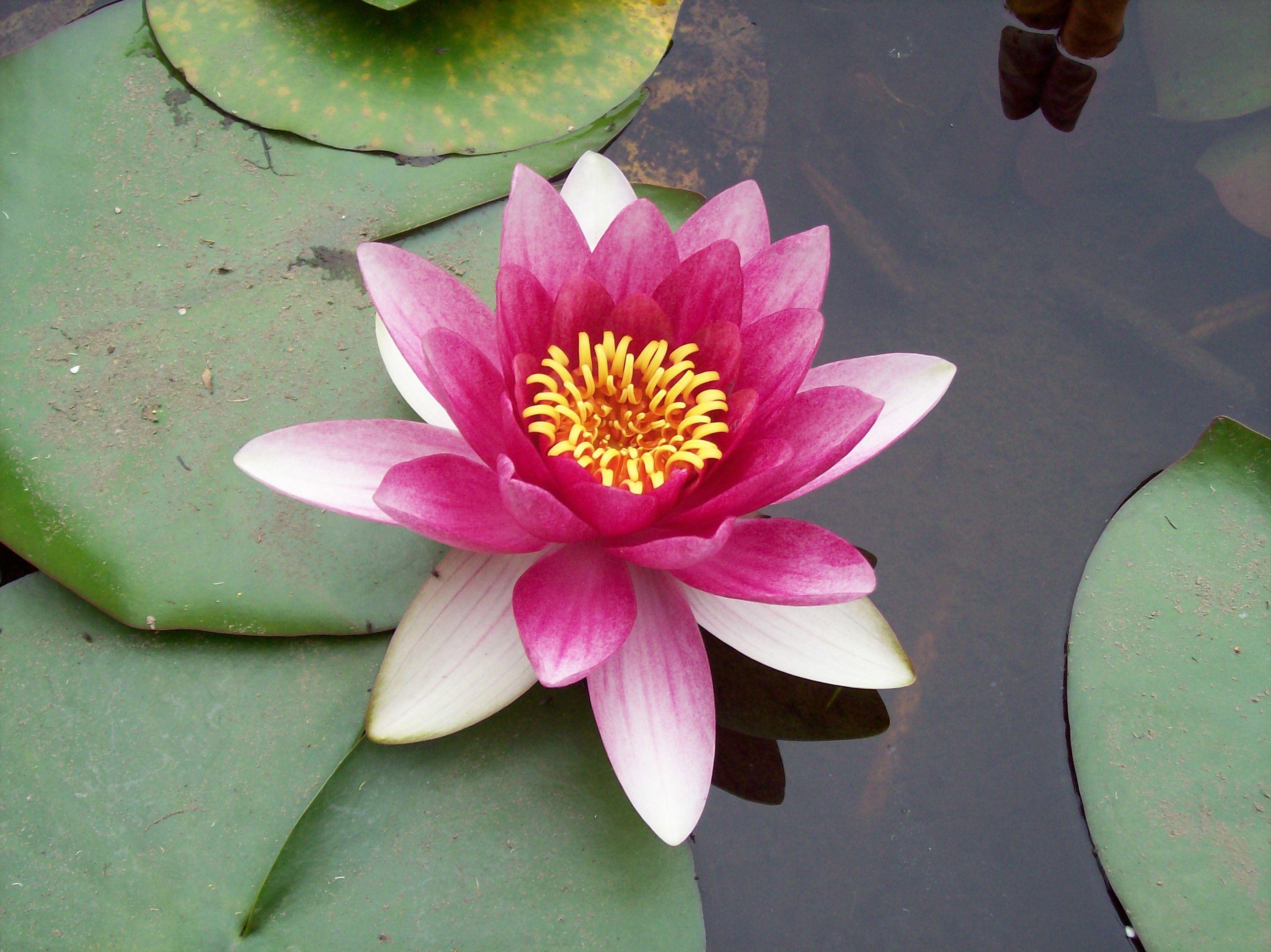 Pink Lotus Flower Logo - Pink Lotus Flower: Meaning and Symbolism - Mythologian.Net