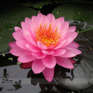 Pink Lotus Flower Logo - Pink Nelumbo Nucifera Lotus Flowers Seeds Pink Lotus Seeds Flowers ...