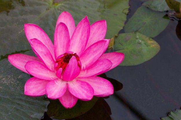 Pink Lotus Flower Logo - Pink lotus flower in pond Photo