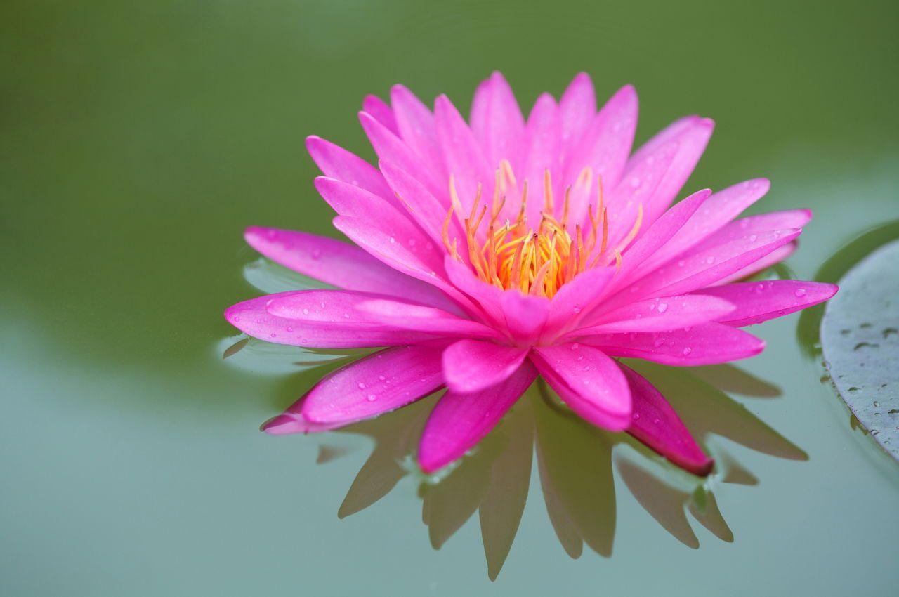 Pink Lotus Flower Logo - Lotus Flower Meaning and Significance All Over the World