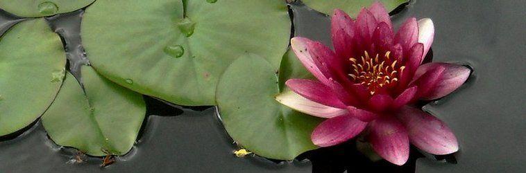 Pink Lotus Flower Logo - Pink Lotus Flower. Meanings and Symbolisms