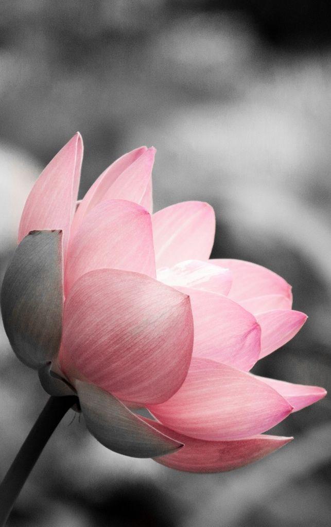 Pink Lotus Flower Logo - Lotus on Black and White | LOTUS | Lotus, Flowers, Pink lotus