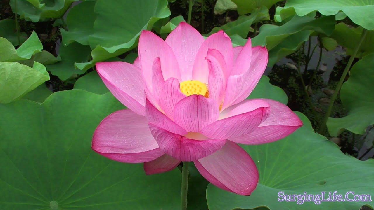 Pink Lotus Flower Logo - 10 Minute Flower Meditation Video Serene Pink Lotus - YouTube