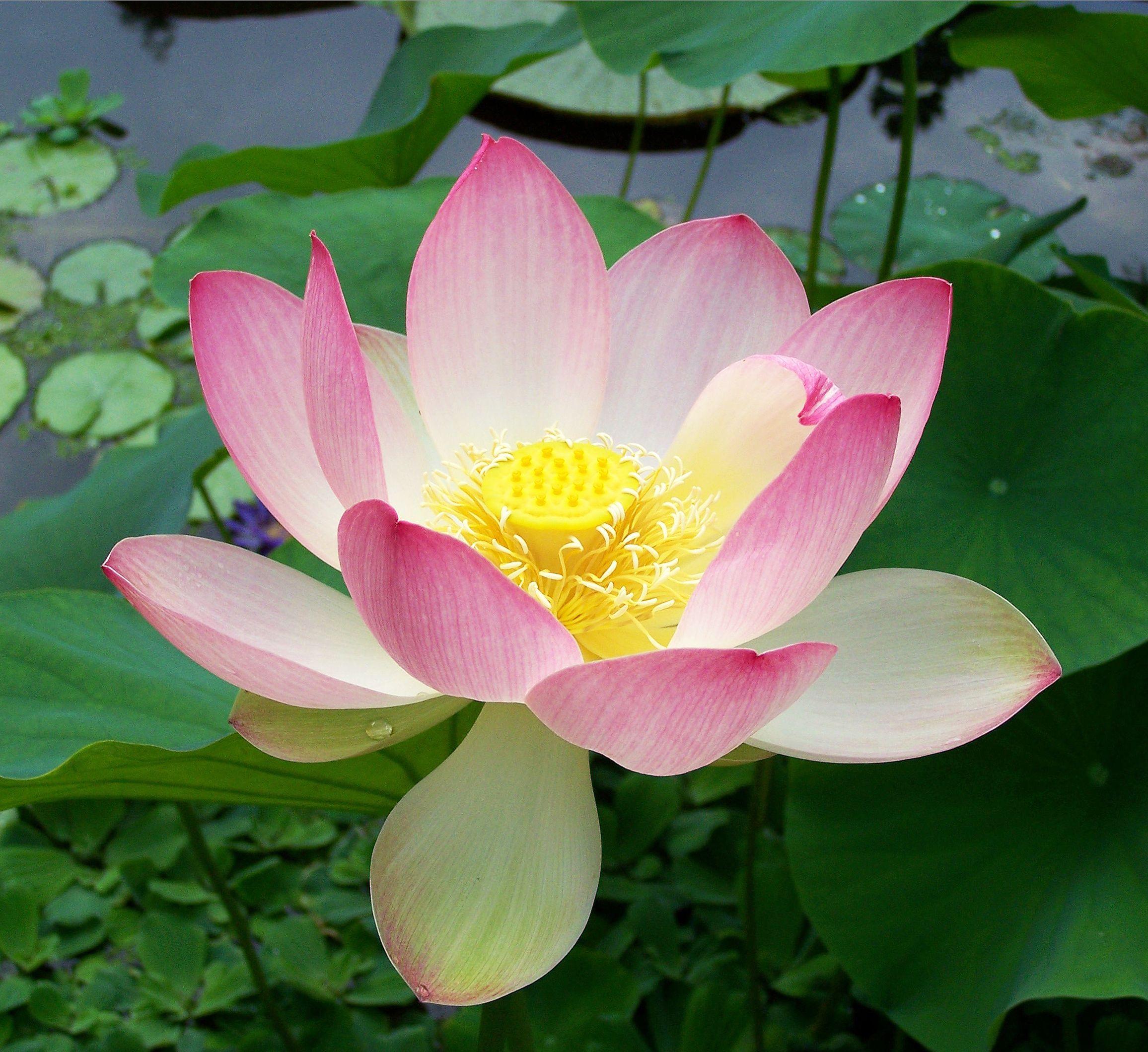 Pink Lotus Flower Logo - Nelumbo nucifera
