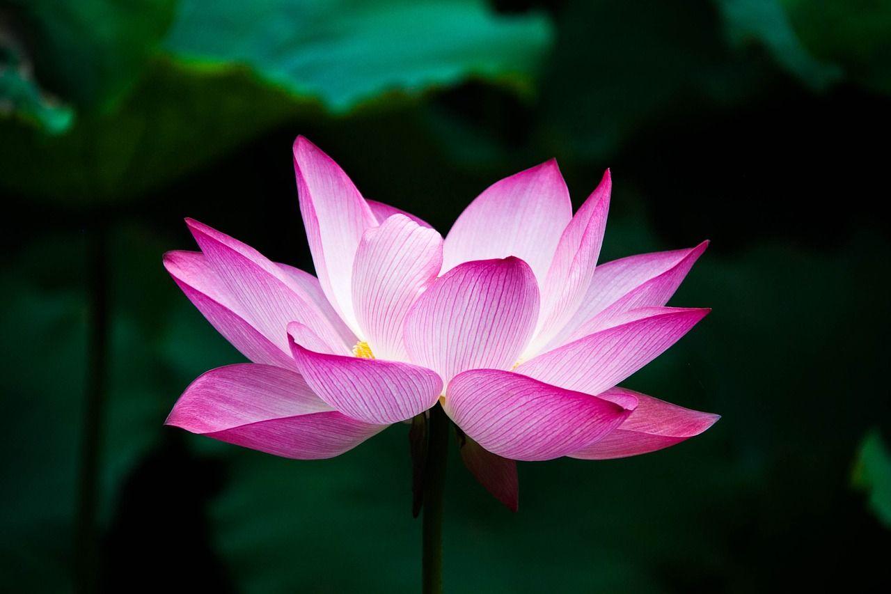 Pink Lotus Flower Logo - Pink Lotus Flower Meaning Lotus Flower Lotus Meaning