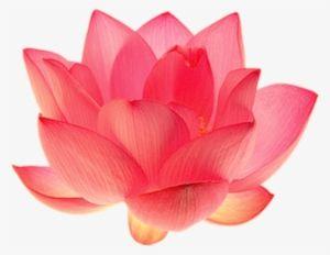 Pink Lotus Flower Logo - Lotus Flower PNG Image. PNG Clipart Free Download on SeekPNG