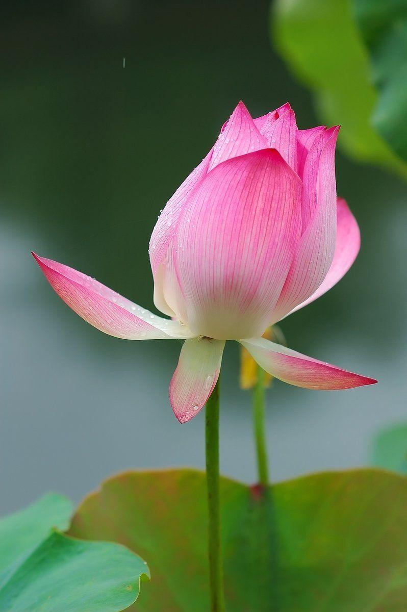 Pink Lotus Flower Logo - PINK LOTUS MAGIC - LOTUSWEI