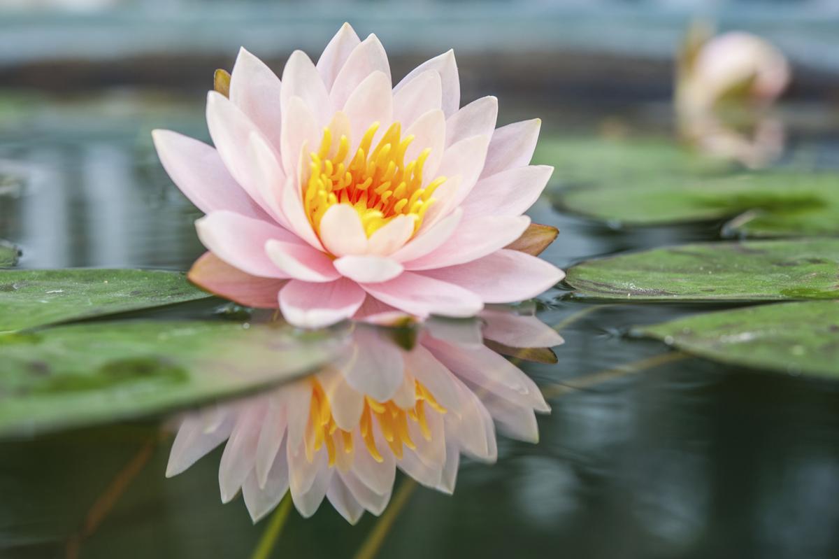 Pink Lotus Flower Logo - Lotus Flower Meaning and Significance All Over the World