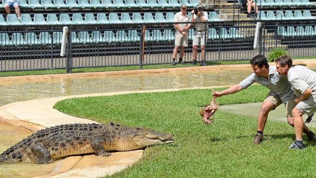Crocodile From Australia Zoo Logo - Bindi Irwin's boyfriend Chandler Powell feeds a crocodile at ...