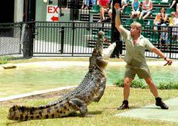 Crocodile From Australia Zoo Logo - Australia Zoo