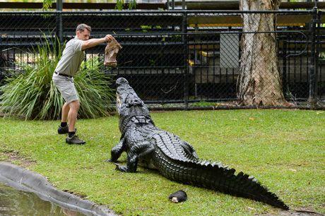 Crocodile From Australia Zoo Logo - Australia Zoo team gathers to feed croc for Steve. Sunshine Coast Daily