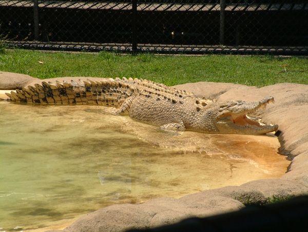 Crocodile From Australia Zoo Logo - Australia Zoo - Reptiles