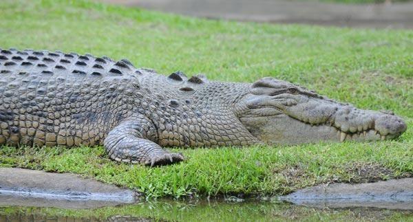 Crocodile From Australia Zoo Logo - Australia Zoo - Reptiles