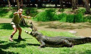 Crocodile From Australia Zoo Logo - Steve Irwin to be honoured with Hollywood Walk of Fame star ...
