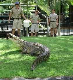 Crocodile From Australia Zoo Logo - Australia Zoo - Reptiles